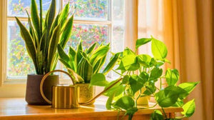 Best Indoor Houseplants to Combat Condensation