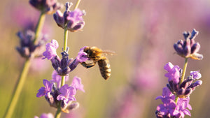 How to Attract Bees to Your Garden: A Comprehensive Guide