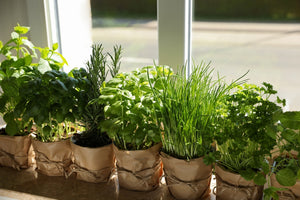 How to Grow Herbs Indoors: A Complete Guide