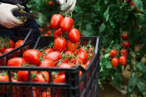 A guide to nurturing your tomato plants