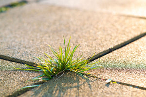 Reclaim Your Drive: Best Weed Killer Options for Homeowners