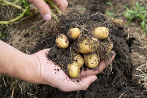 When to plant potatoes for Christmas