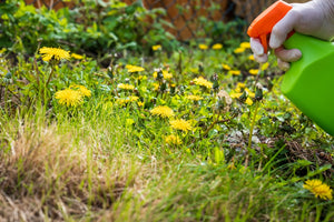 How to get rid of weeds in grass