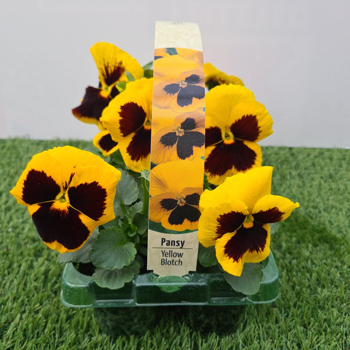 Pansy Yellow Blotch