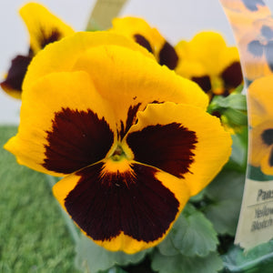 Pansy Yellow Blotch