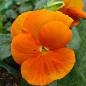 Pansy Orange