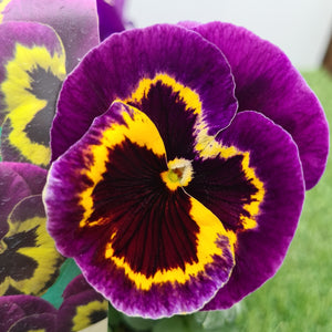 Pansy Yellow Purple Wing