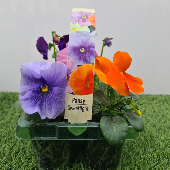 Pansy Sweetlight Mix