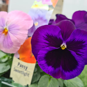 Pansy Sweetlight Mix