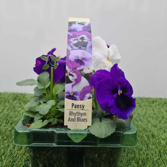 Pansy Rhythm and Blues