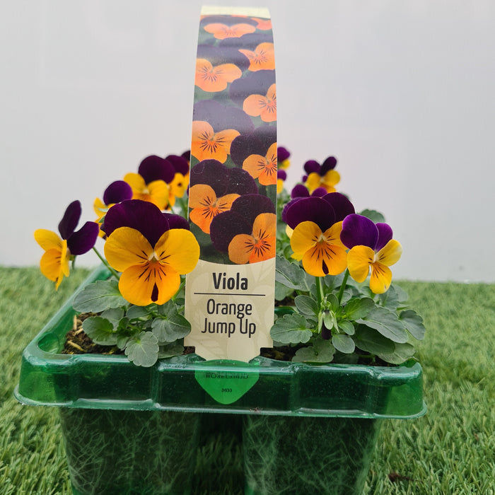 Viola Orange Jump Up