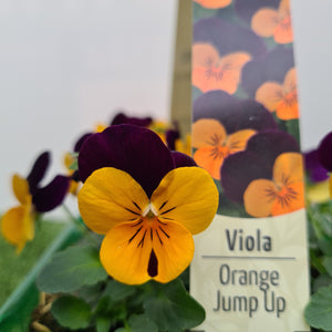 Viola Orange Jump Up