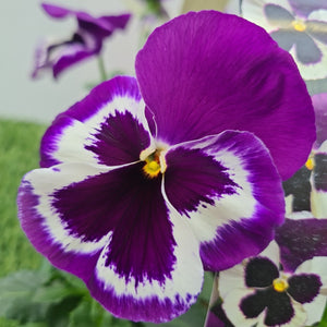 Pansy Violet and White