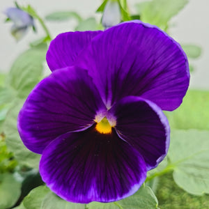 Pansy Blue Blotch