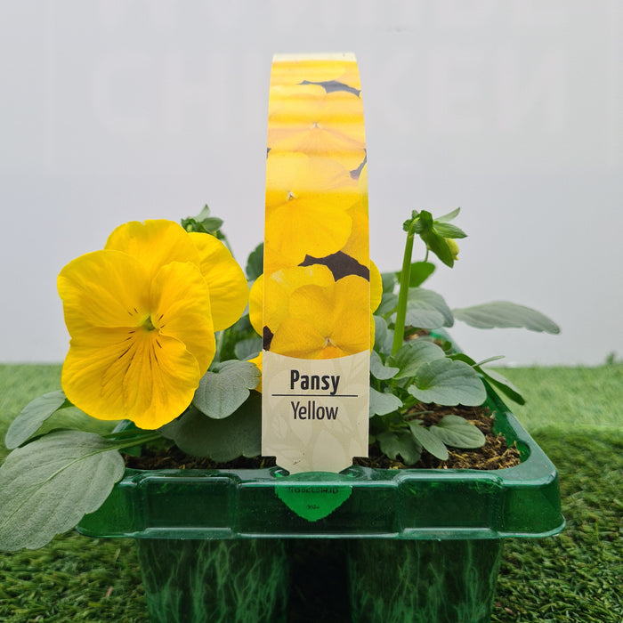 Pansy Yellow