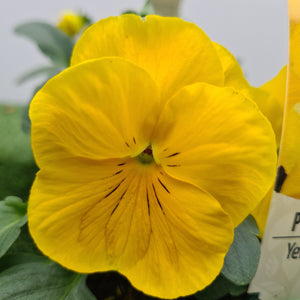 Pansy Yellow