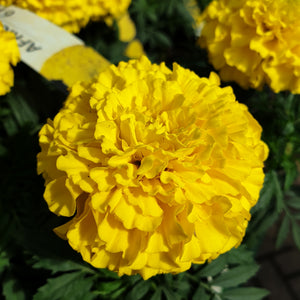Marigold African Mixed