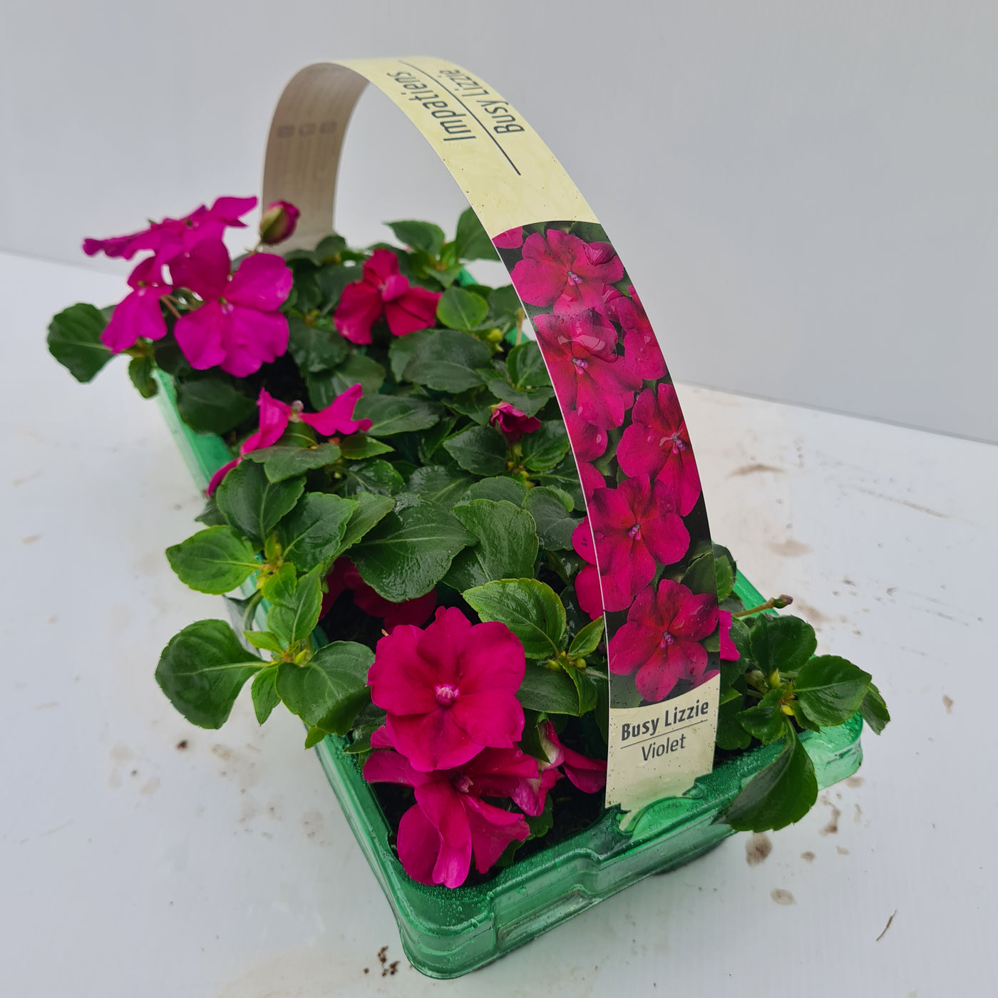 Impatiens Busy Lizzie Violet – Whitakers Garden Centre