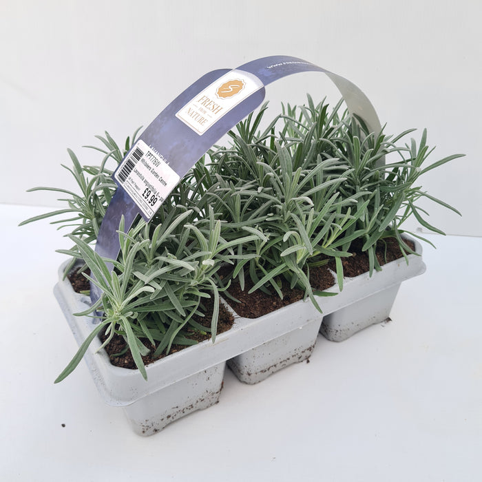 Lavandula Hidcote 6-pack