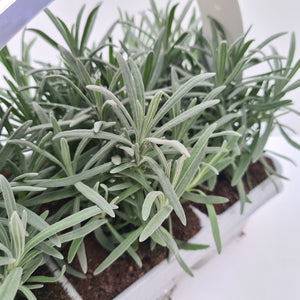 Lavandula Hidcote 6-pack