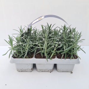 Lavandula Hidcote 6-pack