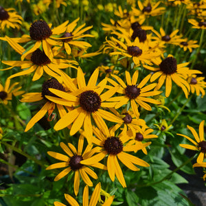 Rudbeckia Little Gold Star