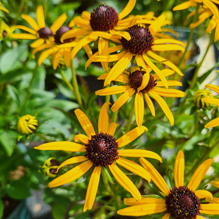 Rudbeckia Little Gold Star