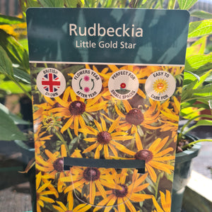 Rudbeckia Little Gold Star