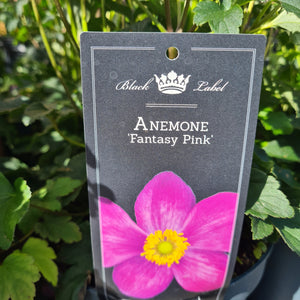 Anemone Fantasy Pink