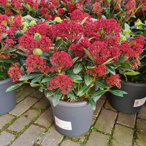 Skimmia Japonica