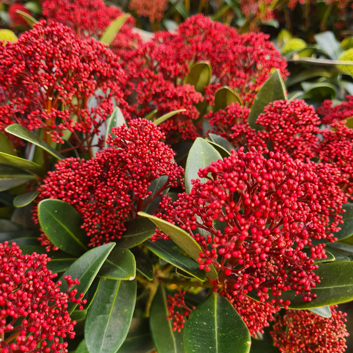 Skimmia Japonica