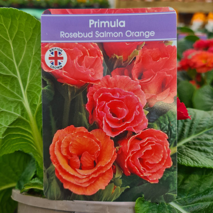 Primula Rosebud Salmon Orange