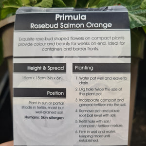 Primula Rosebud Salmon Orange