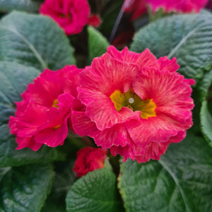 Primula Rosebud Salmon Orange