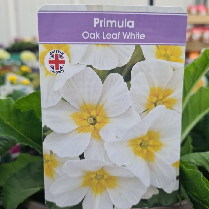 Primula Oak Leaf White