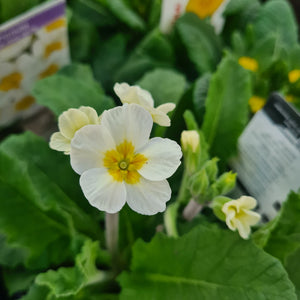 Primula Oak Leaf White