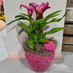 Zantedeschia 'Pink Puppy' in Ceramic Pot