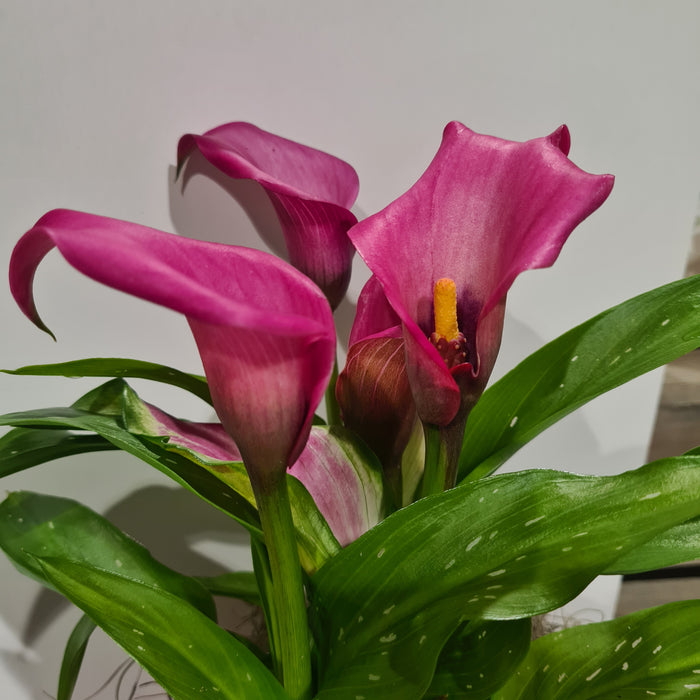 Zantedeschia 'Pink Puppy' in Ceramic Pot