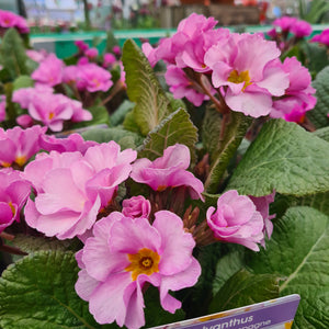 Polyanthus Stella Pink Champagne