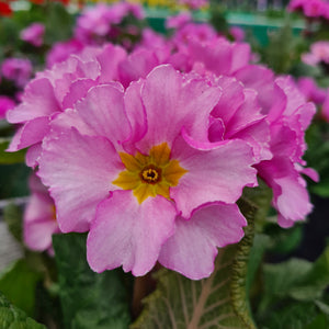 Polyanthus Stella Pink Champagne