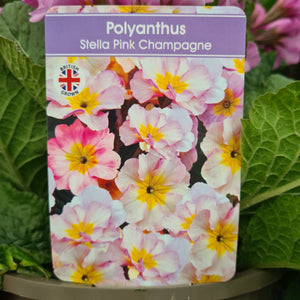 Polyanthus Stella Pink Champagne