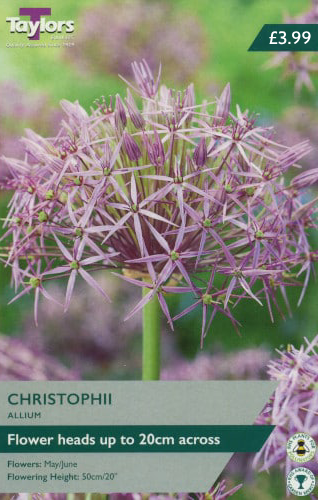 ALLIUM CHRISTOPHII