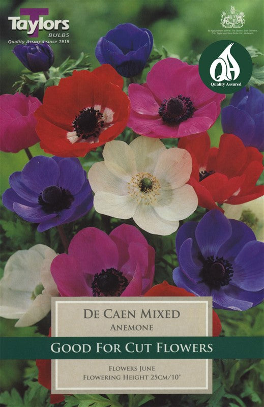 ANEMONE DE CAEN MIXED