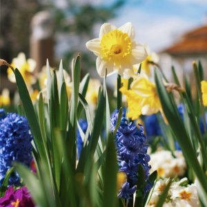 spring bulbs &planting accessories 