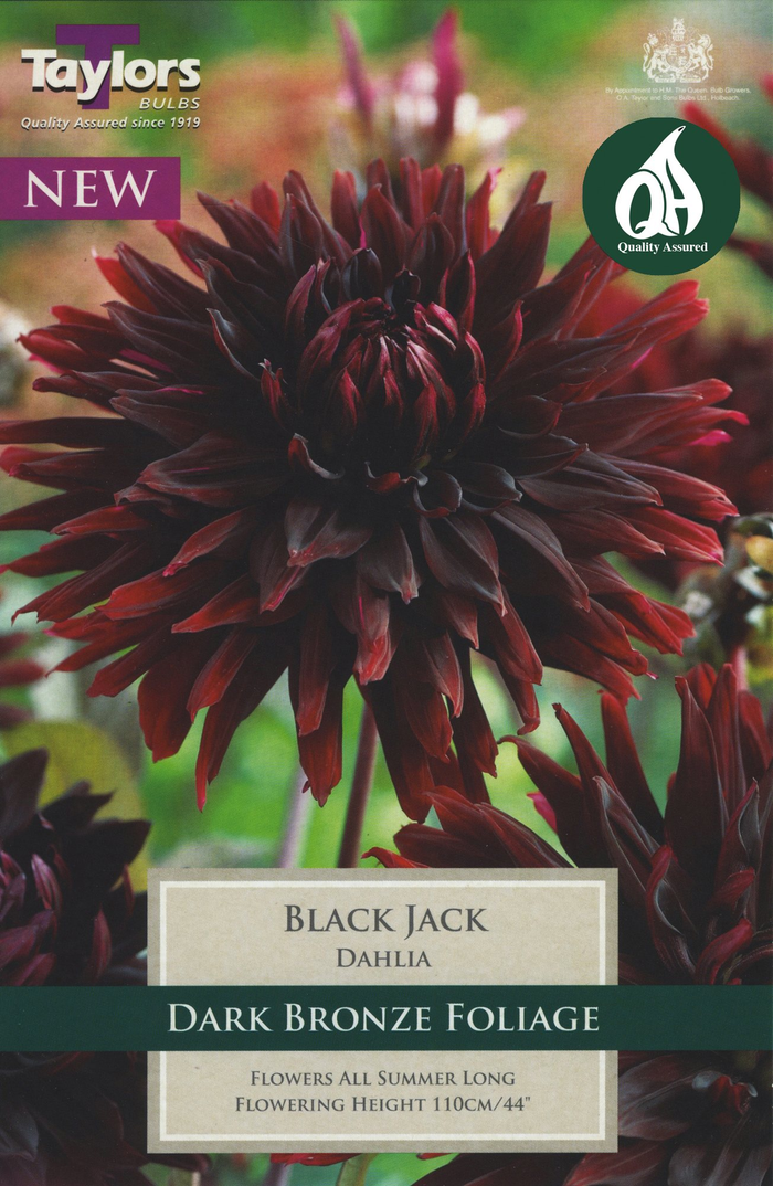 Dahlia Black Jack