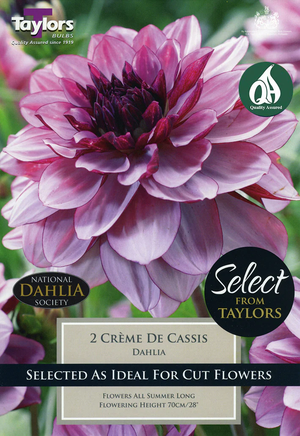 Dahlia CrãˆMe De Cassis