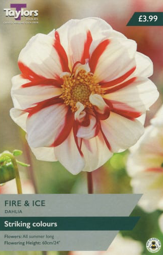 Dahlia Fire & Ice