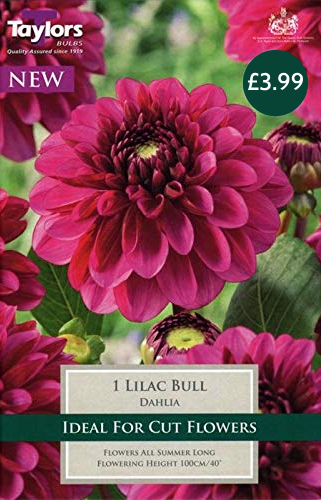 Dahlia Lilac Bull