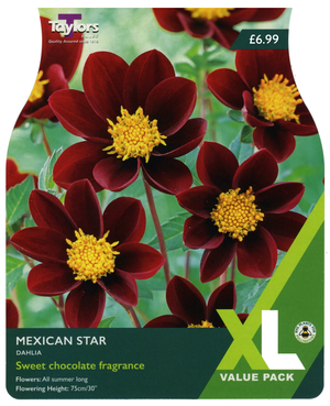 Dahlia Mexican Star (Xl Value Pack)