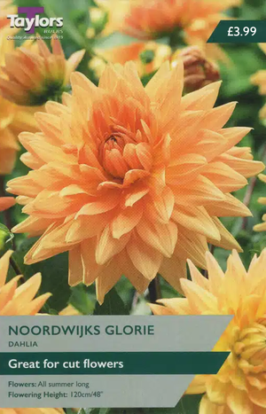 Dahlia Noordwijks Glorie